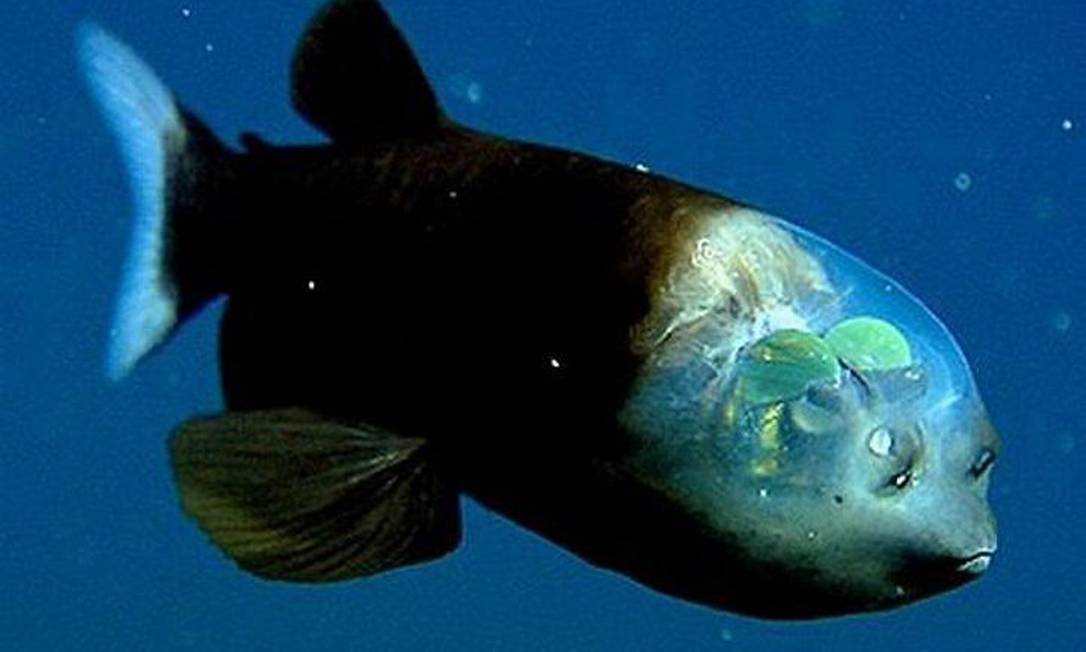 O peixe macropina. Foto: Divulgação