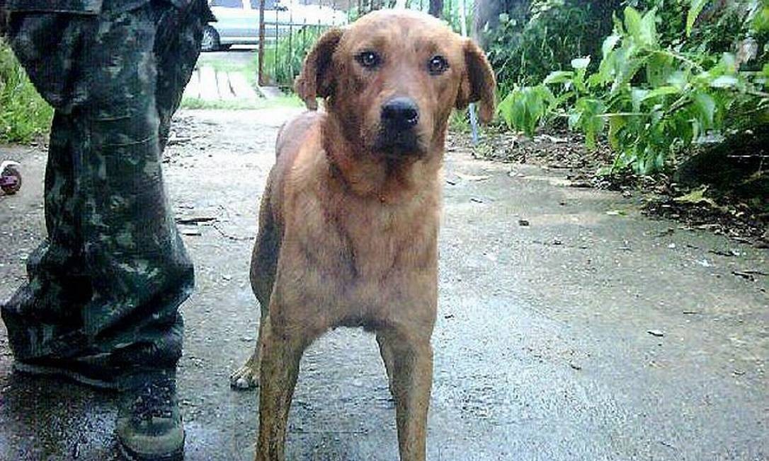 A verdadeira história do cachorro Caramelo, resgatado em ...