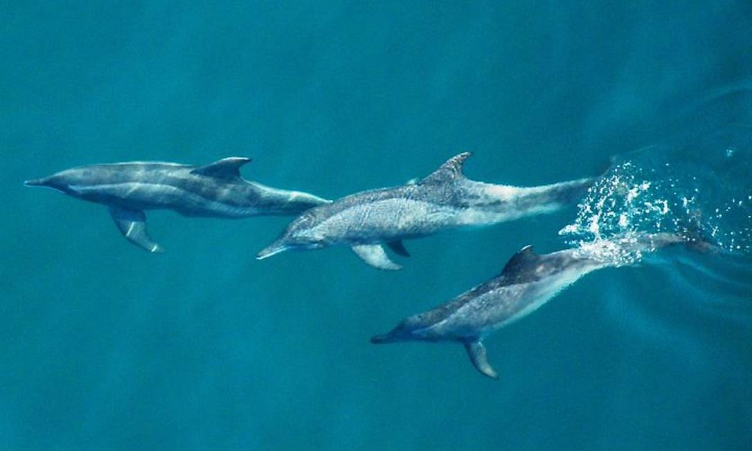 Golfinhos na orla do Rio. Foto de Genilson Araújo