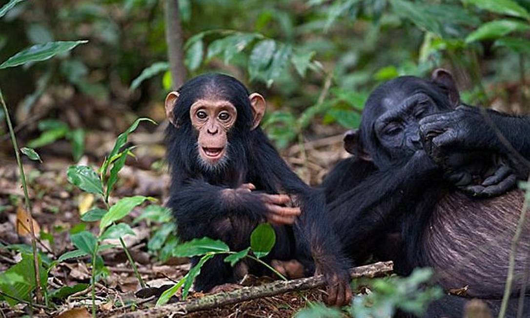 Macaco Chimpanzé Fêmea com Filhote