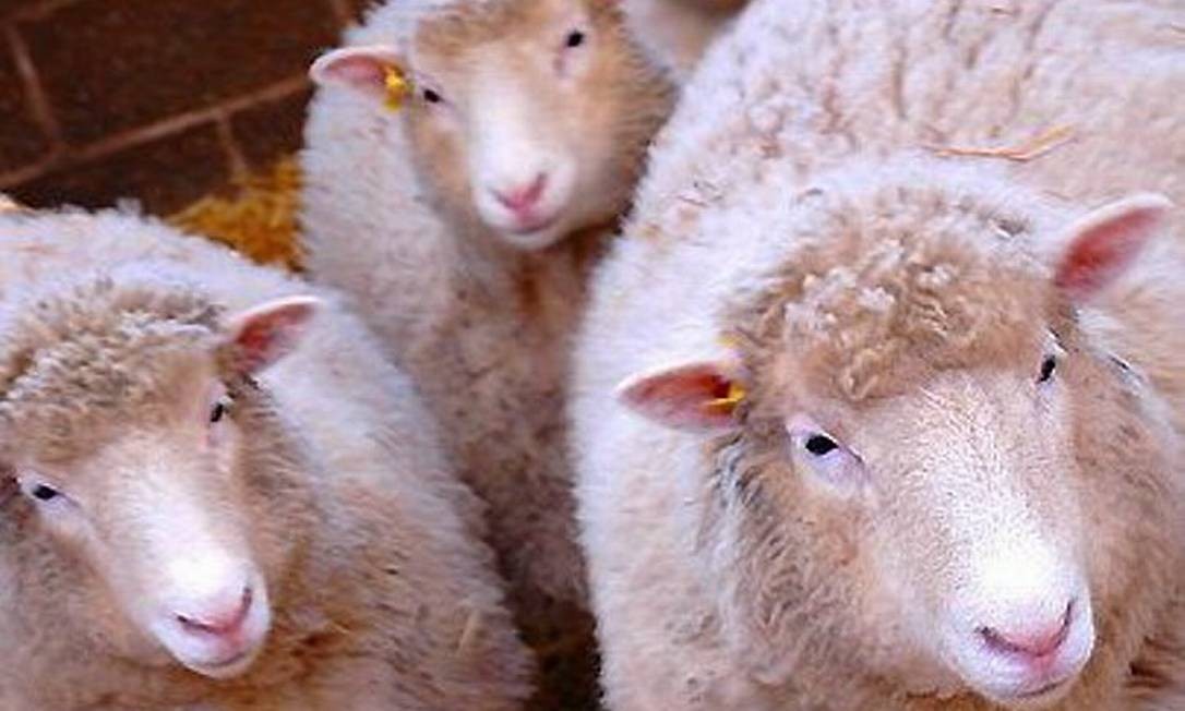 O Processo De Clonagem Da Ovelha Dolly