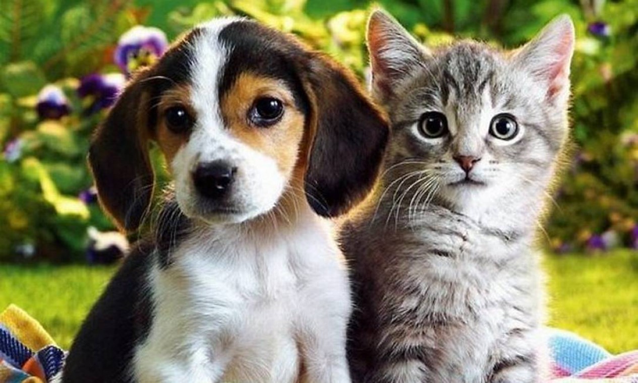 Pesquisa mostra que cachorros são mais inteligentes que gatos