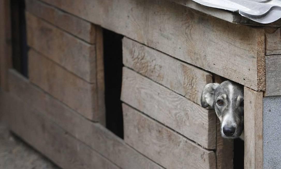Cão abandonado recolhido em abrigo próximo a Kiev, capital da Ucrânia. Foto: Reuters