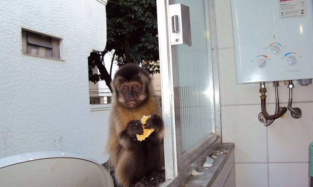 RJ  Macaco-prego invade apartamentos na Gávea para roubar comida