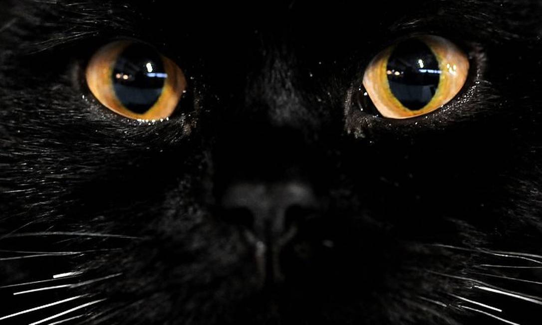 Gatos pretos seriam mais alergênicos do que os felinos mais claros Foto: Arquivo