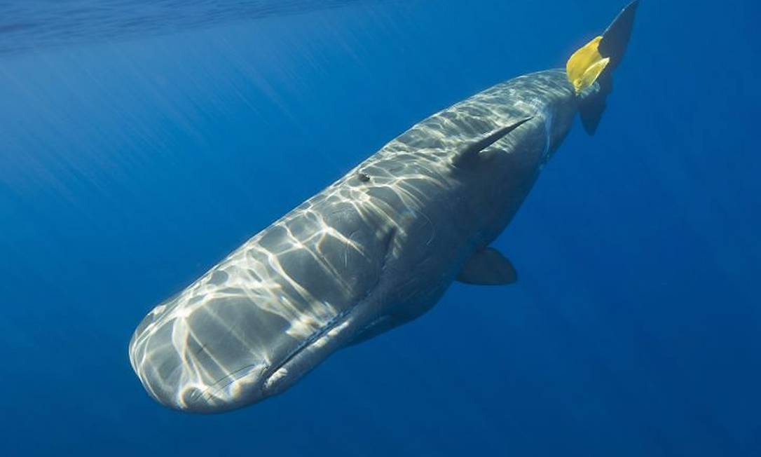 Baleia carrega pedaço de saco plástico Foto: Divulgação