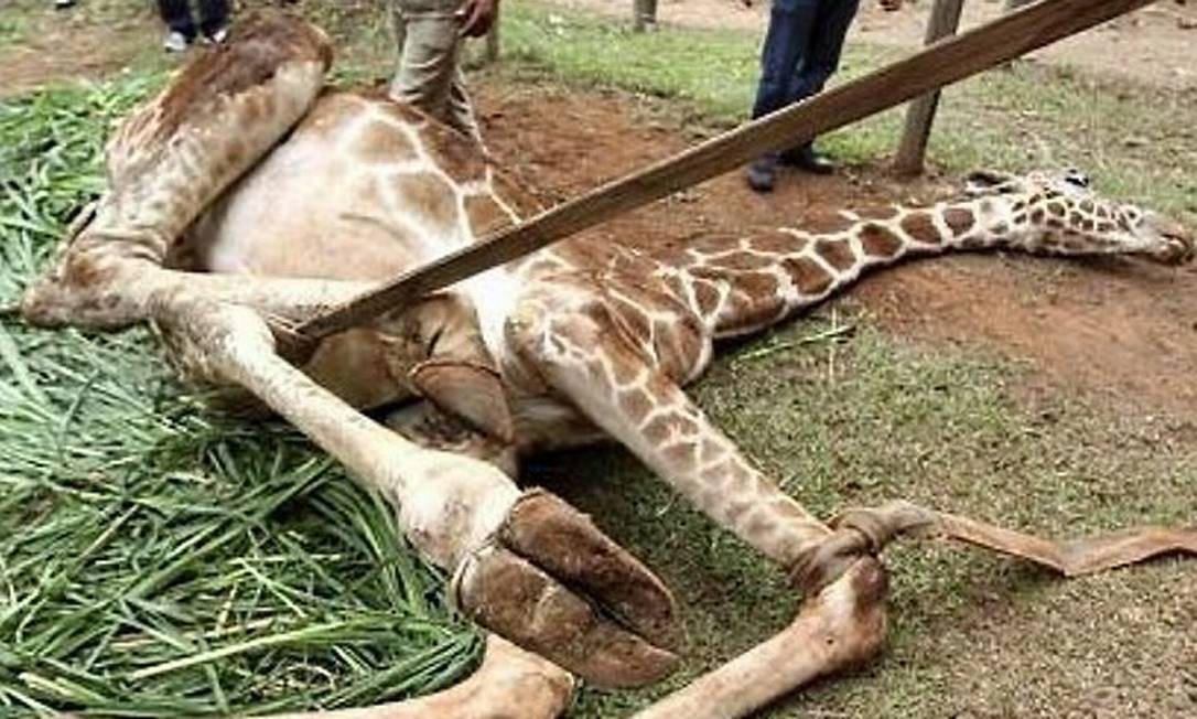 Girafa retirada de circo morreu envenenada por chumbinho ...