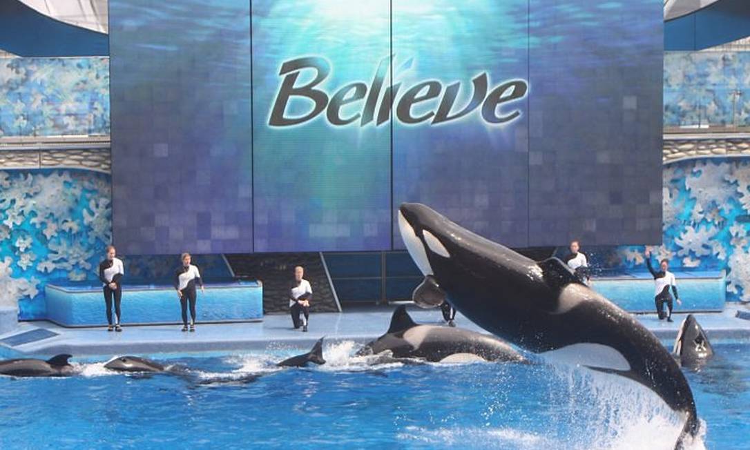 O SeaWorld é ruim? Pequenos fatos sobre parques marinhos