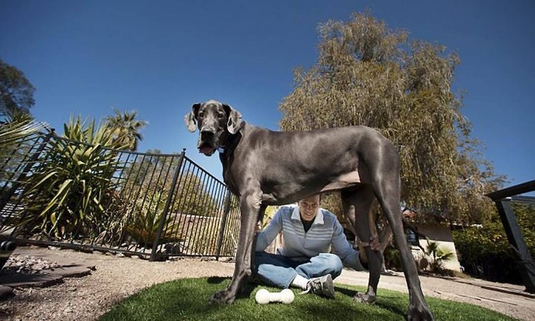 Dogue alemão nos EUA é declarado cão mais alto do mundo - Jornal O Globo
