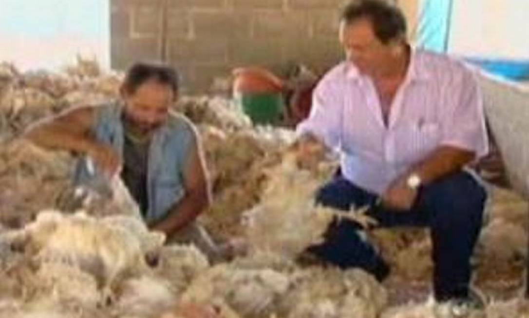 Falta de energia provocou a morte de 20 mil frangos - Reprodução TV TEM