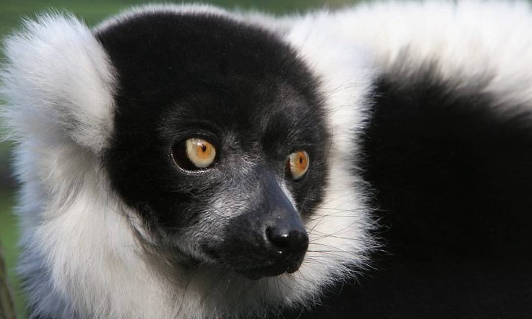 Os animais mais feios do mundo - Jornal O Globo