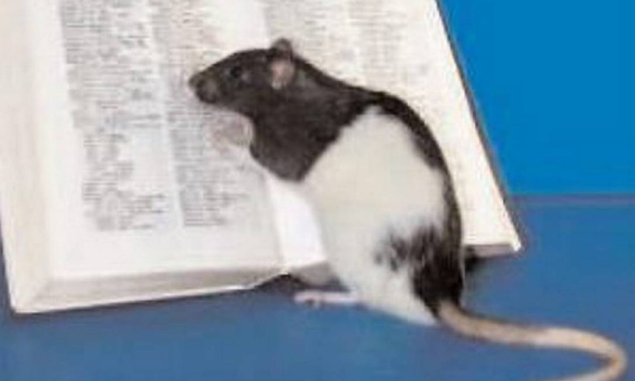 Quão inteligentes são os ratos? - Quora