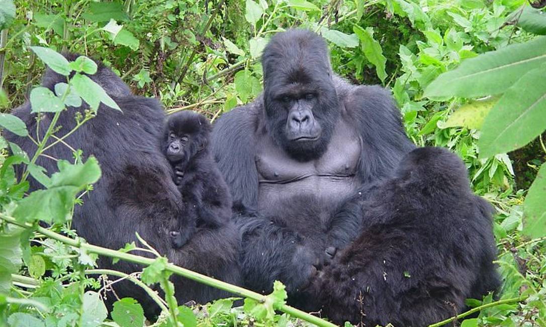 Parque dos Vulcões, em Ruanda, abriga os gorilas-das-montanhasFoto: Divulgação