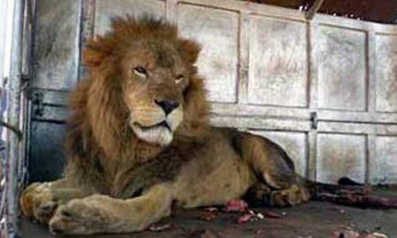 Leão resgatado em circo no Mato Grosso do Sul vai para o santuário em SP -  Jornal O Globo