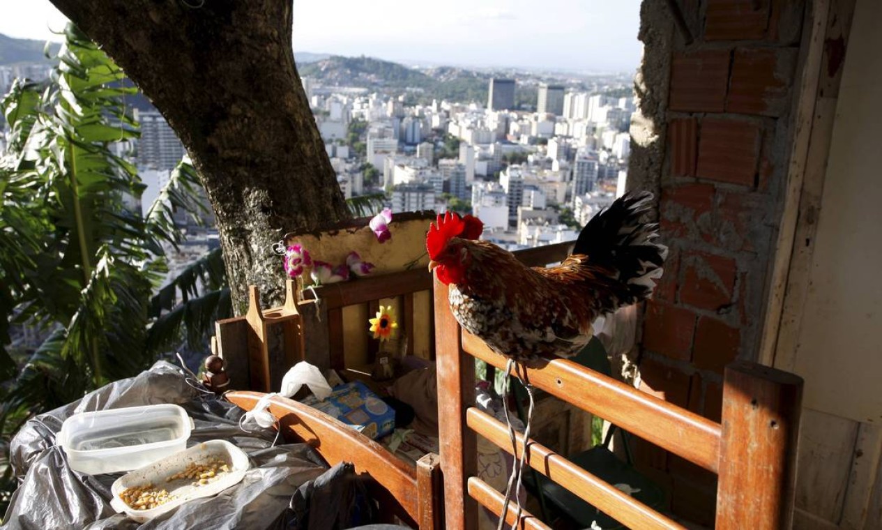 Um galo fica amarrado na varanda de uma casa, localizada em área de risco Foto: Domingos Peixoto / O Globo