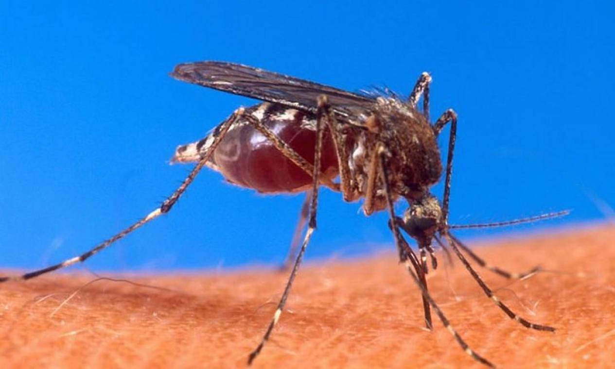 Verão mosquitos faciais ao ar livre dobrável net inseto-resistente