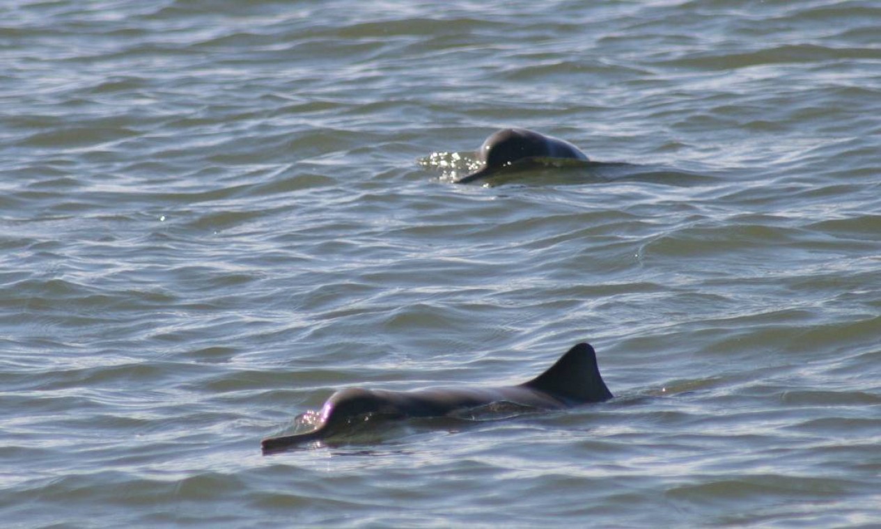 Pequenino boto sofre com a pesca acidental - Jornal O Globo