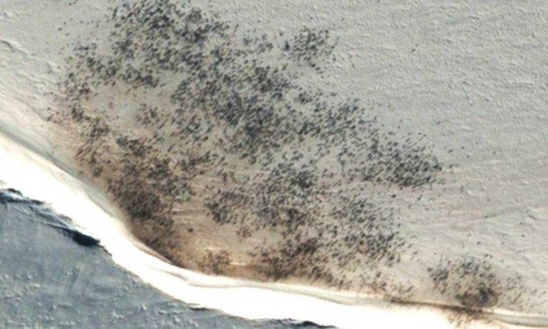 
Imagem espacial mostra pinguins
Foto: Digital Globe