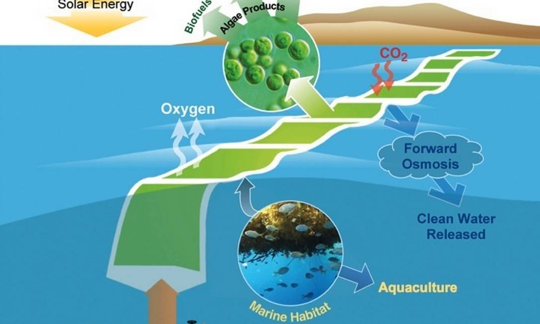 algae carbon capture companies
