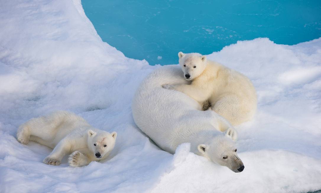 
Família de ursos polares sobre uma geleira do Ártico: estudo mostra preocupação sobre capacidade de adaptação ao aquecimento climático
Foto: Reuters
