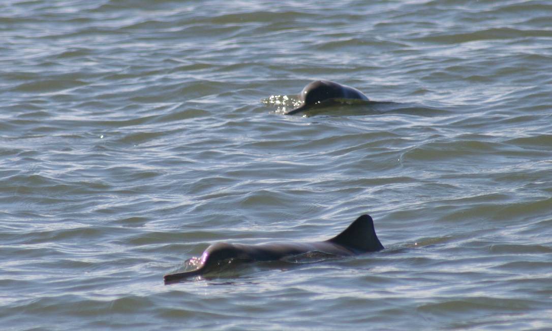 
Espécie de golfinho praticamente desconhecida, a toninha corre risco de extinção
Foto: Divulgação