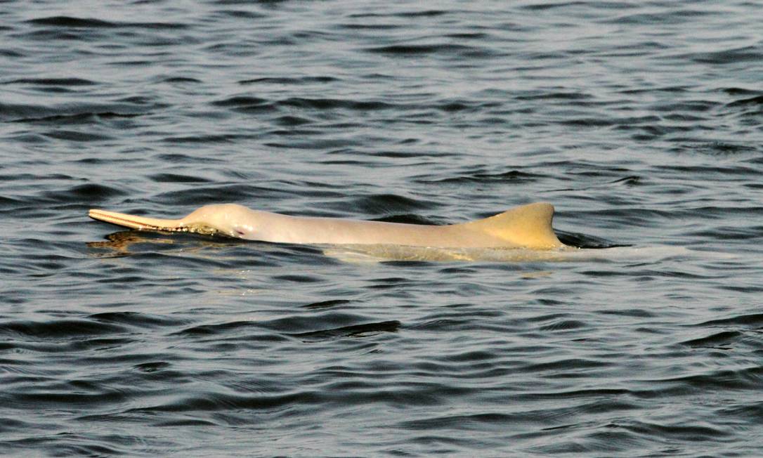 
Toninha é o único golfinho brasileiro ameaçado de extinção
Foto: Divulgação/ Projeto Toninhas/Univille