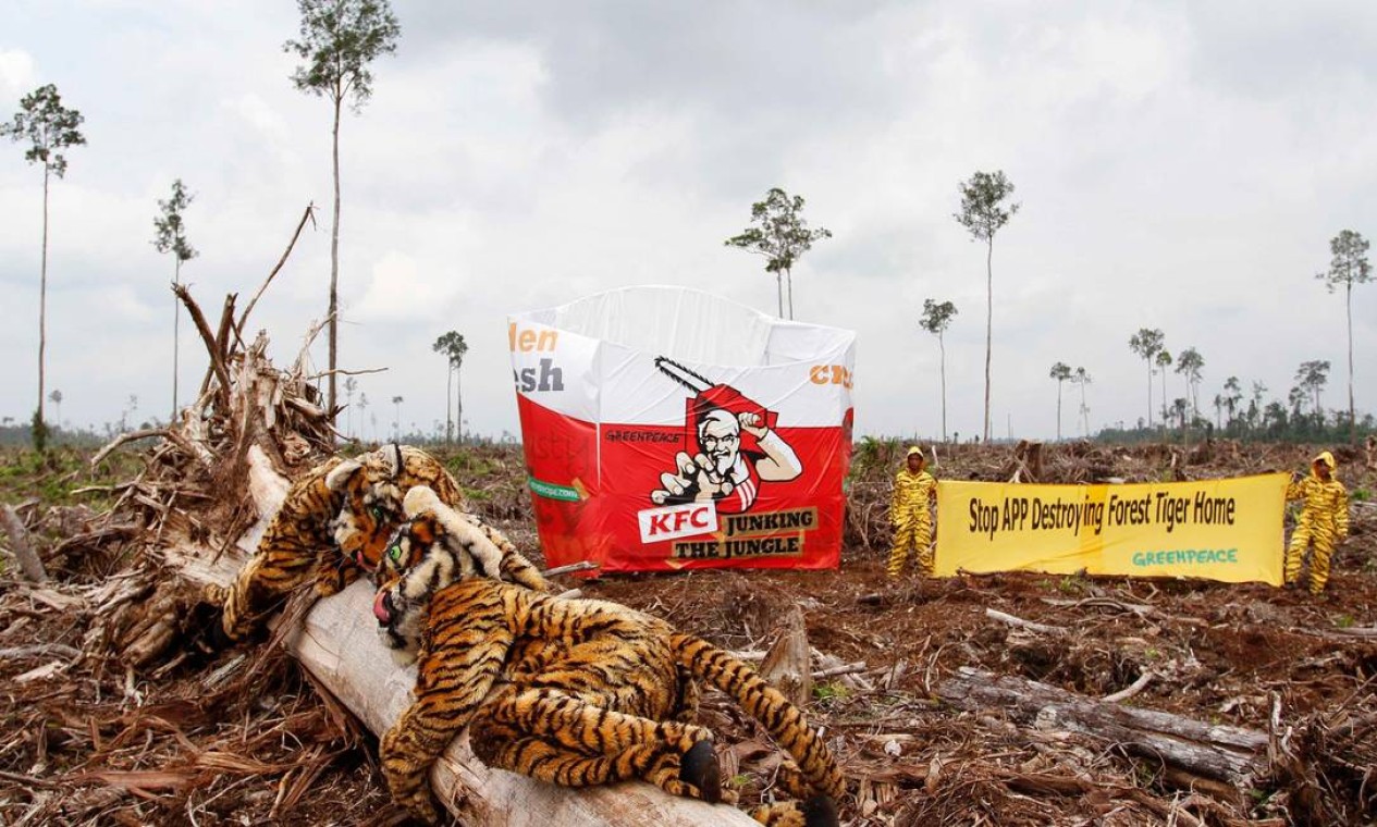 Grupo de ativistas simulam embalagem KFC gigante em uma área de floresta de turfa recentemente invadida em Singapura Foto: MELVINAS PRIANANDA / Greenpeace/AFP - 30/05/2012