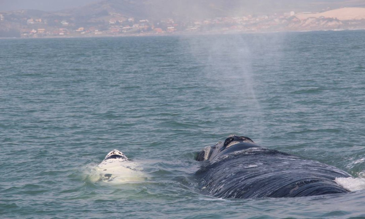 Mas o melhor é quando vamos ver as baleias. Num passeio em Garopaba, avistamos um “gasparzinho” (bebê albino) com sua mãe. Foto: Bruno Agostini / O Globo