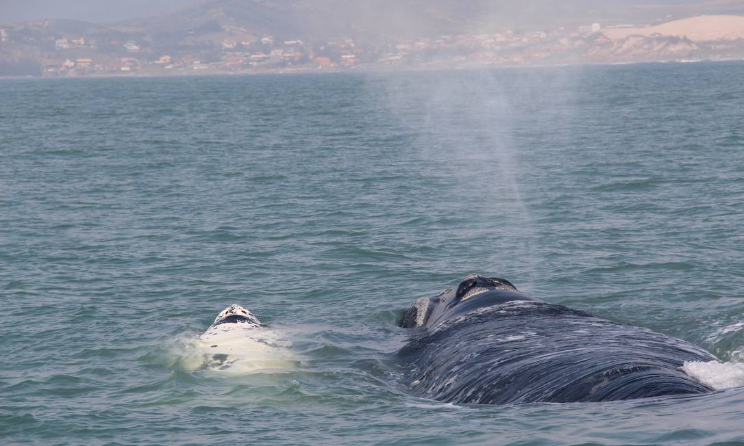 
Mas o melhor é quando vamos ver as baleias. Num passeio em Garopaba, avistamos um “gasparzinho” (bebê albino) com sua mãe.
Foto: Bruno Agostini / O Globo
