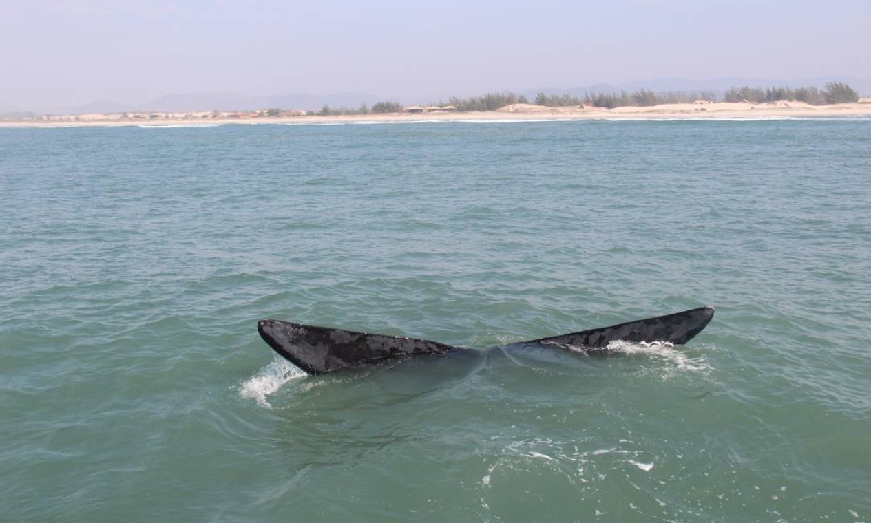 Na Praia do Rosa, as baleias-francas circulam razoavelmente perto da orla. Foto: Bruno Agostini / O Globo
