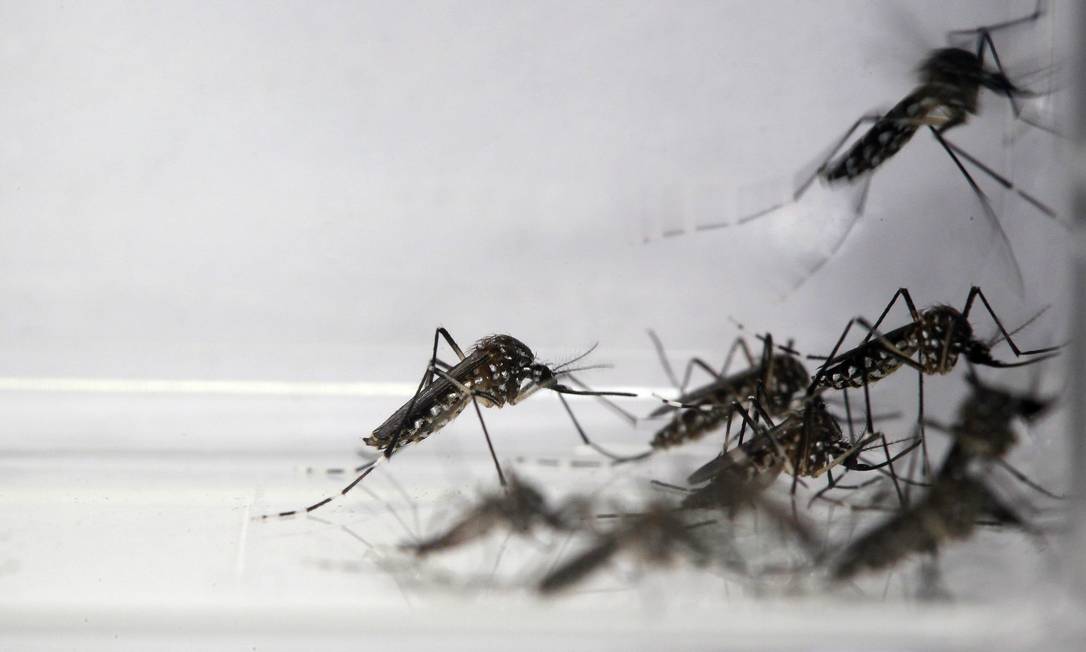 Fiocruz anuncia novo método de controle da dengue Jornal O Globo