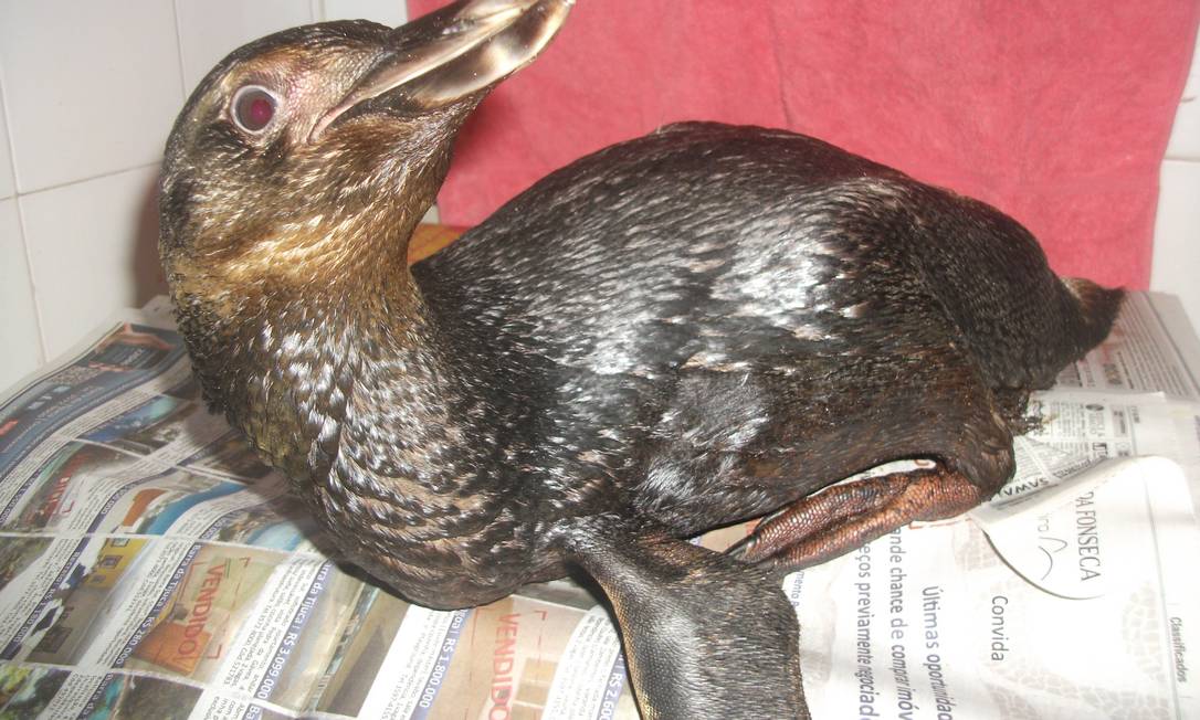 
O pinguim coberto de óleo foi achado na Baía de Guanabara há duas semanas
Foto: Divulgação