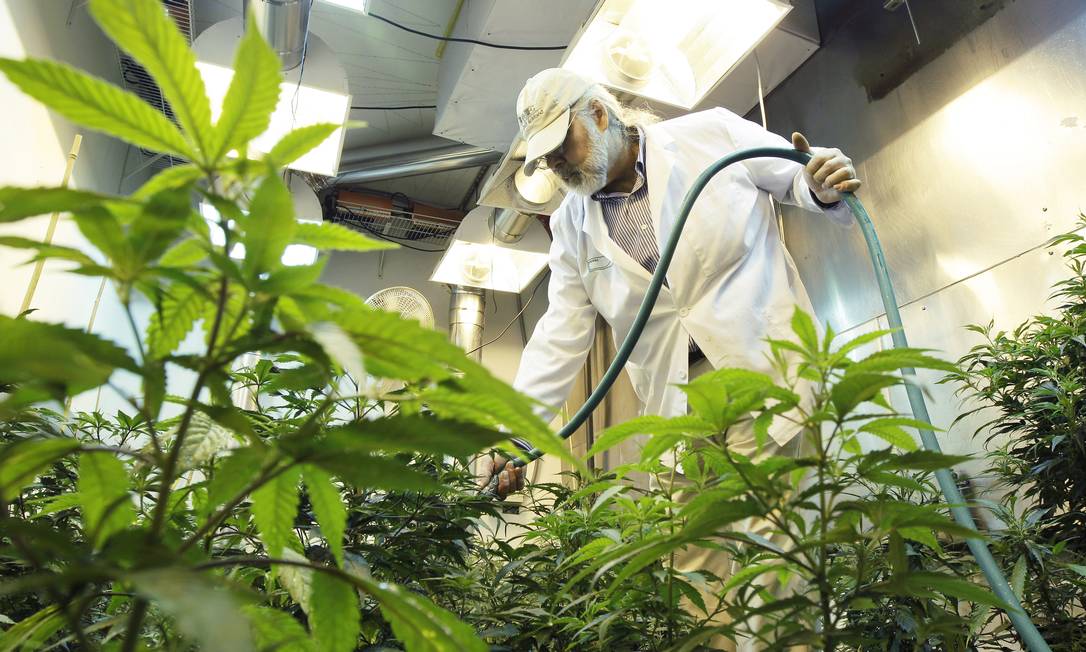 
Planta cannabis sativa, mais conhecida como maconha
Foto:
Ted S. Warren
/
AP
