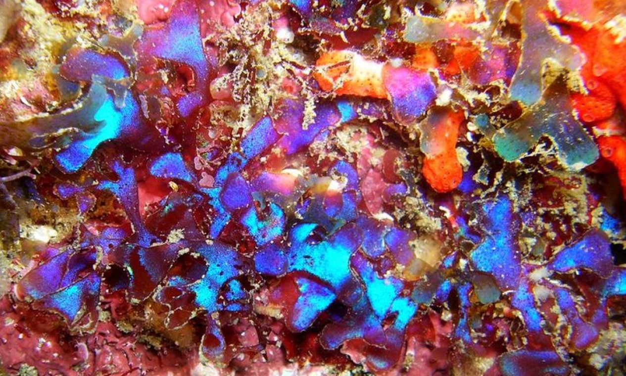 Algas marinhas na Ilha do Papagaio, em Cabo Frio Foto: Vinicius Padula / Divulgação