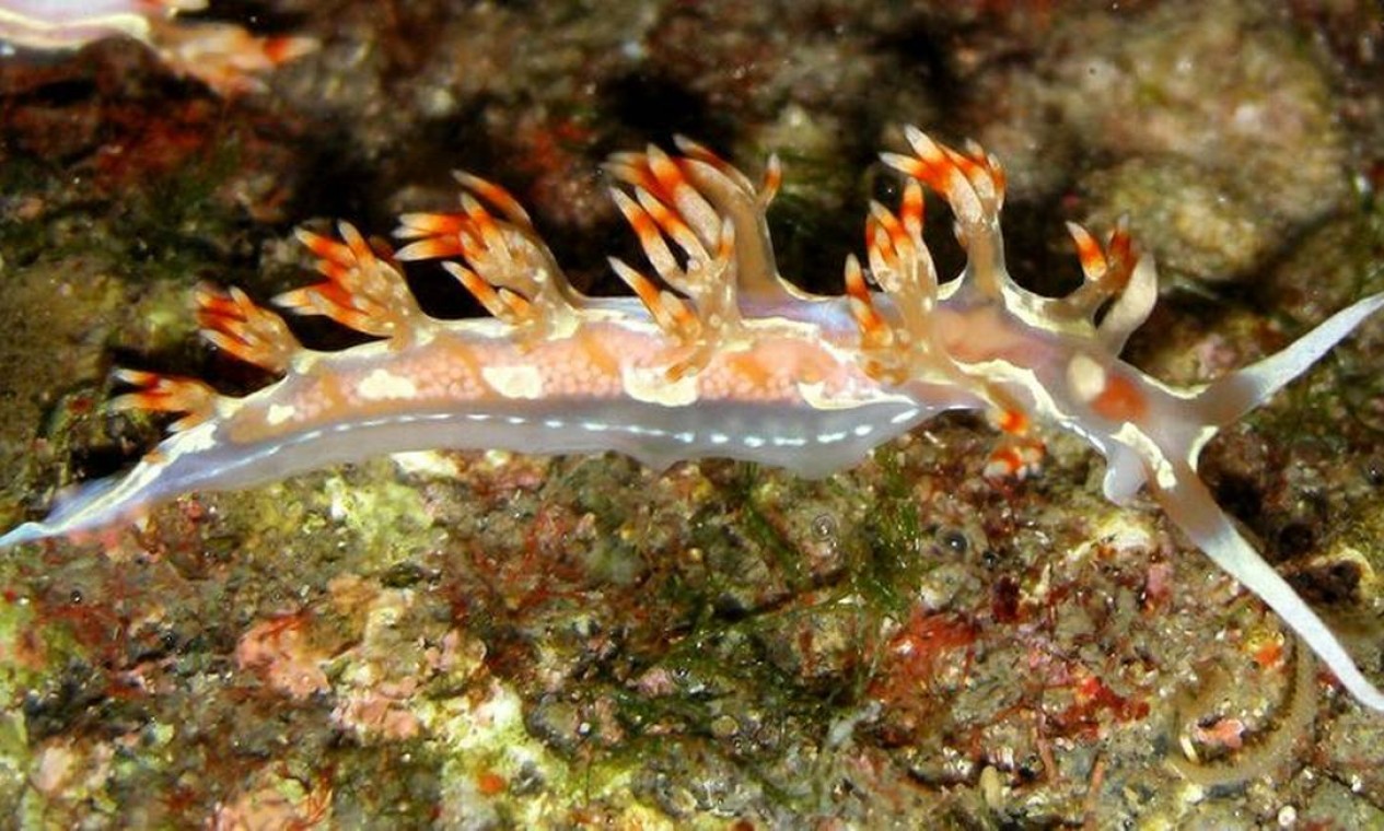 Coral Astrangia: sua presença indicam boa qualidade do ambiente marinho em Cabo Frio Foto: Vinicius Padula / Divulgação