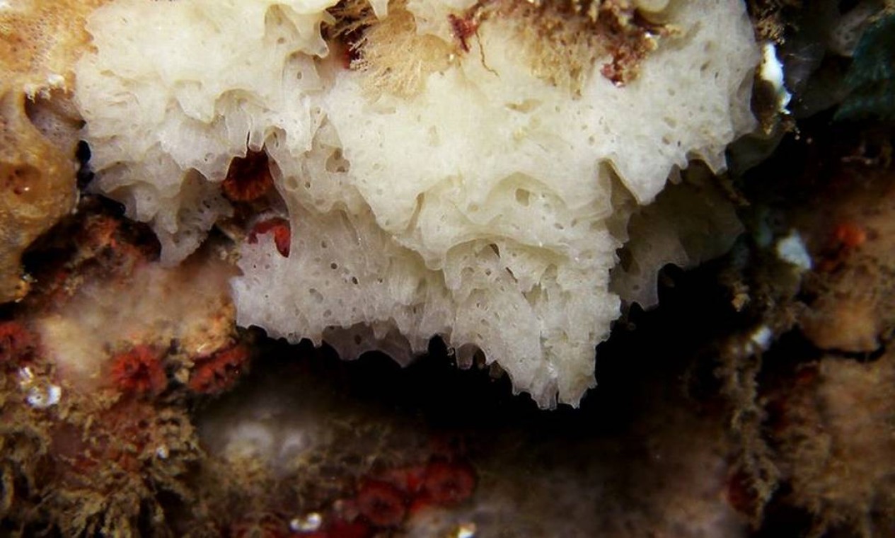 Esponja calcárea Clathrina sp: em apenas três anos de pesquisas, 16
espécies de esponjas calcáreas foram identificadas na Praia das Conchas. Desse total, cinco eram desconhecidas pela ciência Foto: Vinicius Padula / Divulgação