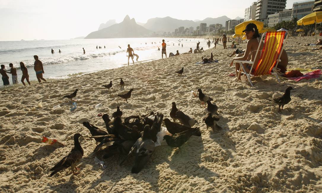 
Praia do Arpoador. As aves brigam por saco plástico com restos de alimentos deixados por banhistas
Foto: Berg Silva