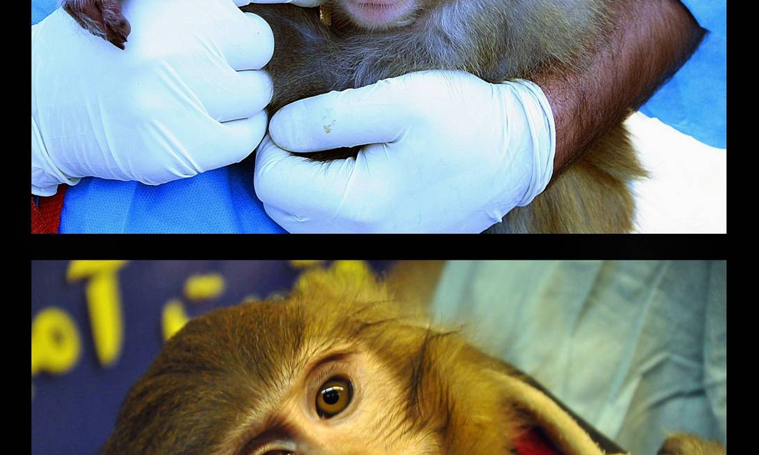 
Imagens mostram diferenças no pelo e em mancha sobre o olho do bicho
Foto: BORNA GHASSEMI / AFP