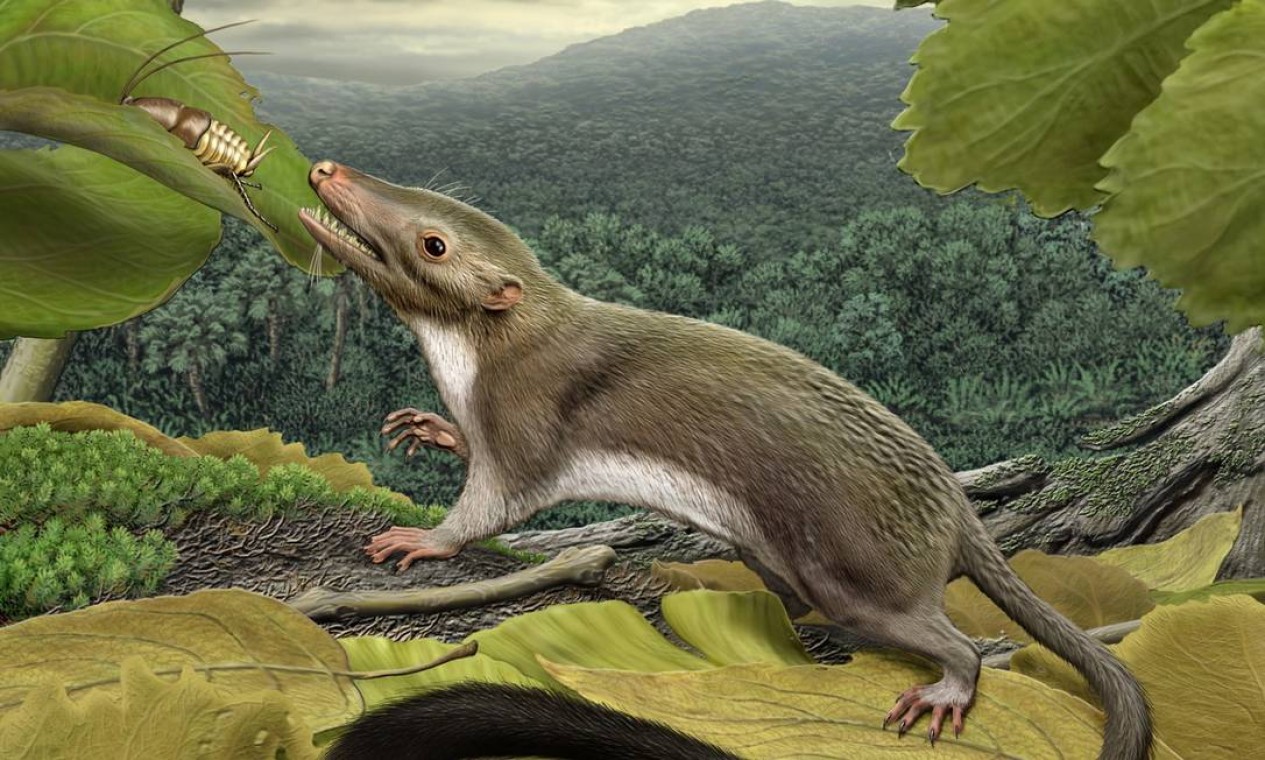 cientistas-d-o-rosto-e-idade-para-o-ancestral-dos-mam-feros-jornal-o