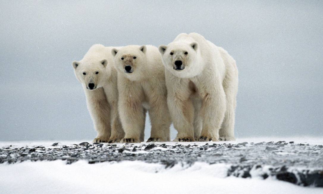 
Ursos polares. Populações nativas dependem da caça
Foto: REUTERS
