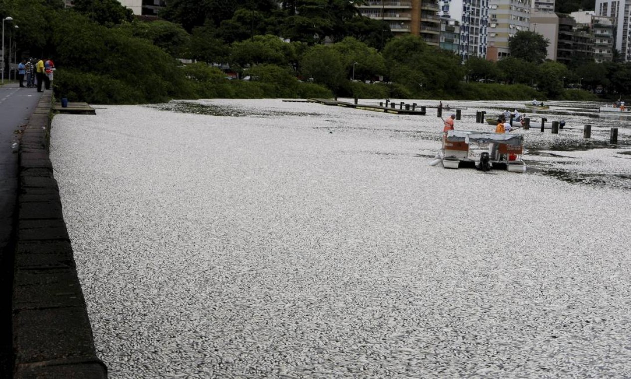 A Lagoa Rodrigo de Freitas amanhece coberta de peixes mortos Foto: Hudson Pontes / Agência O Globo