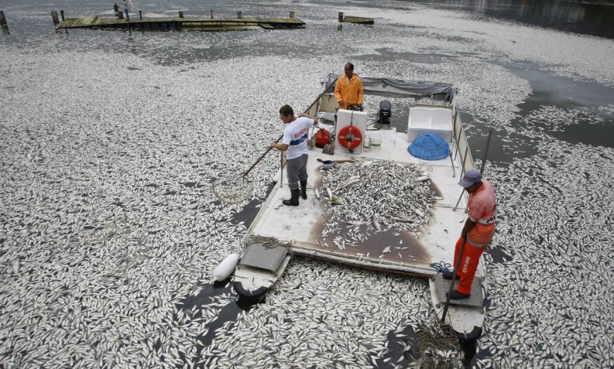 Equipes da prefeitura recolhem os peixes mortos na Lagoa Rodrigo de Freitas Foto: Hudson Pontes / Agência O Globo