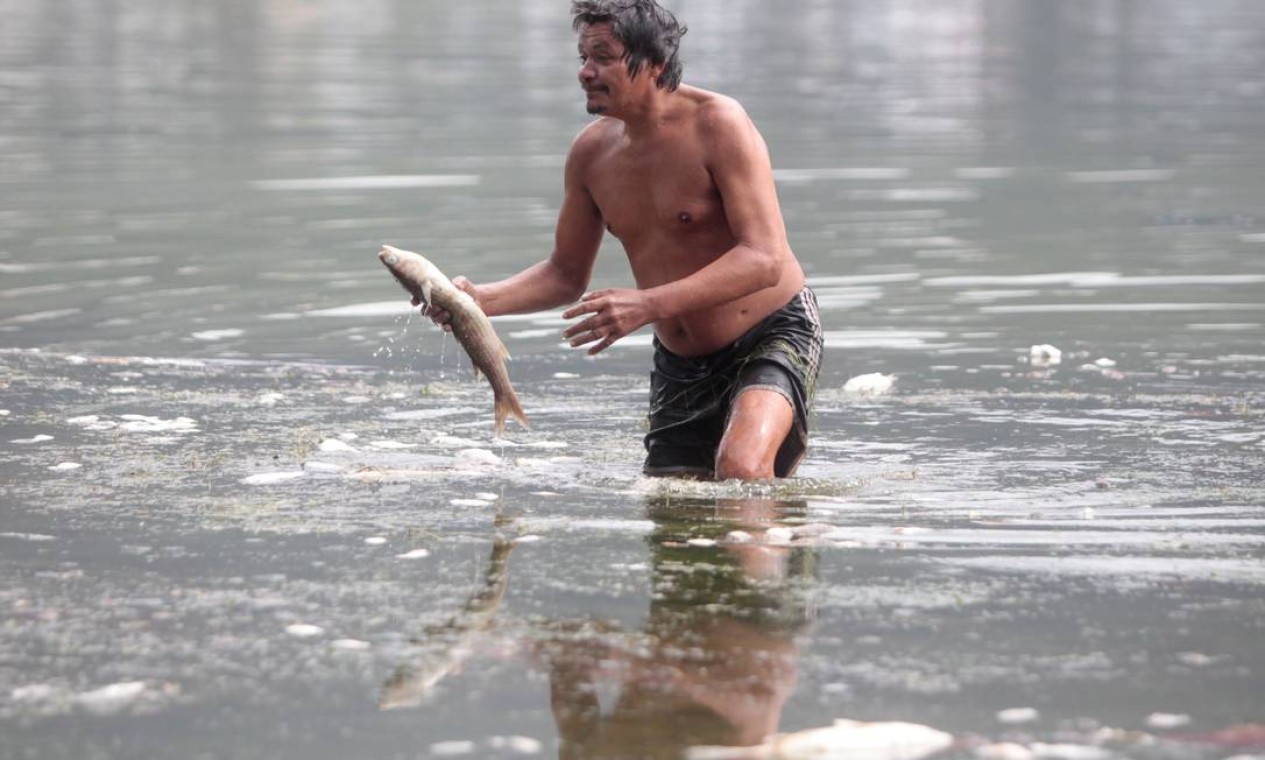 Homem pega um peixe morto na Lagoa Rodrigo de Freitas Foto: Pedro Kirilos / Agência O Globo