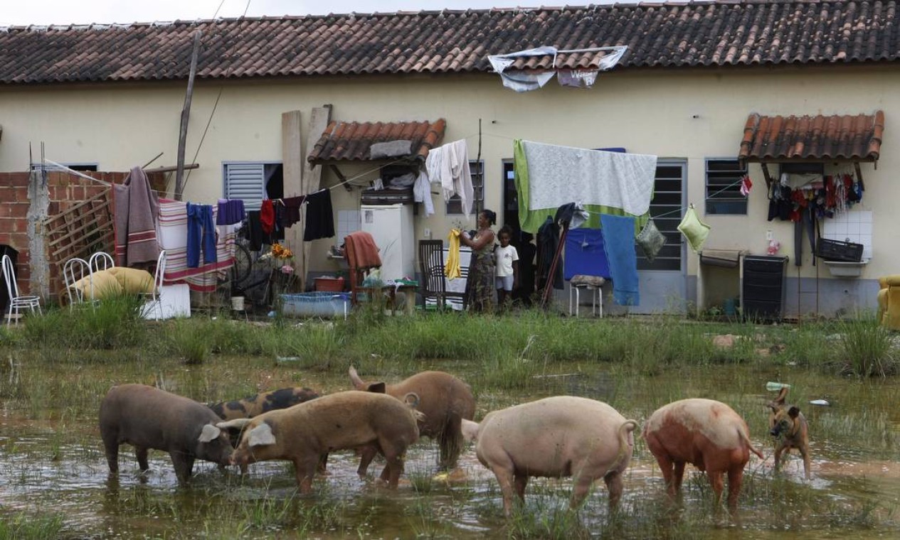 No Santa Helena, também em Caxias, porcos circulam em área alagada nos fundos do condomínio. Foto: Eduardo Naddar / O Globo