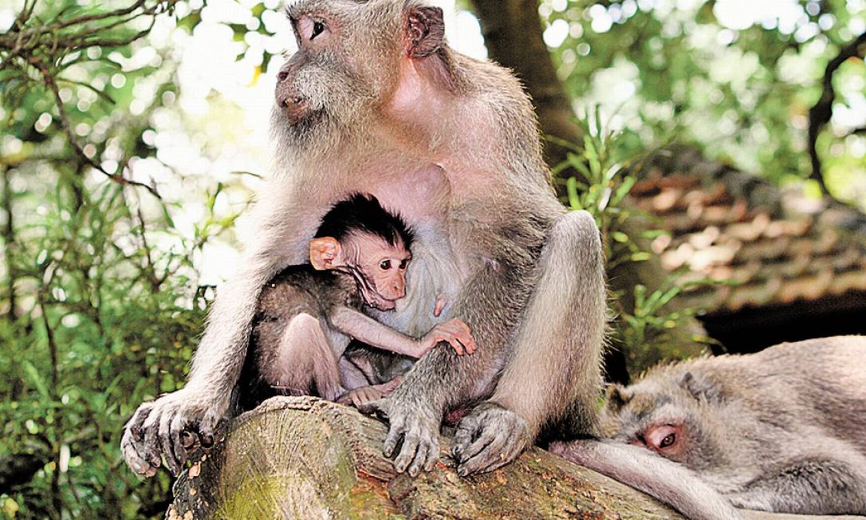 Em Ubud, vale conhecer a Floresta Sagrada dos Macacos, onde quatro diferentes espécies de primatas passeiam por árvores e estátuas de pedra Foto: Paula Autran / O Globo