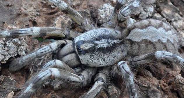 Tarântula gigante descoberta na Ásia tem 20 centímetros de