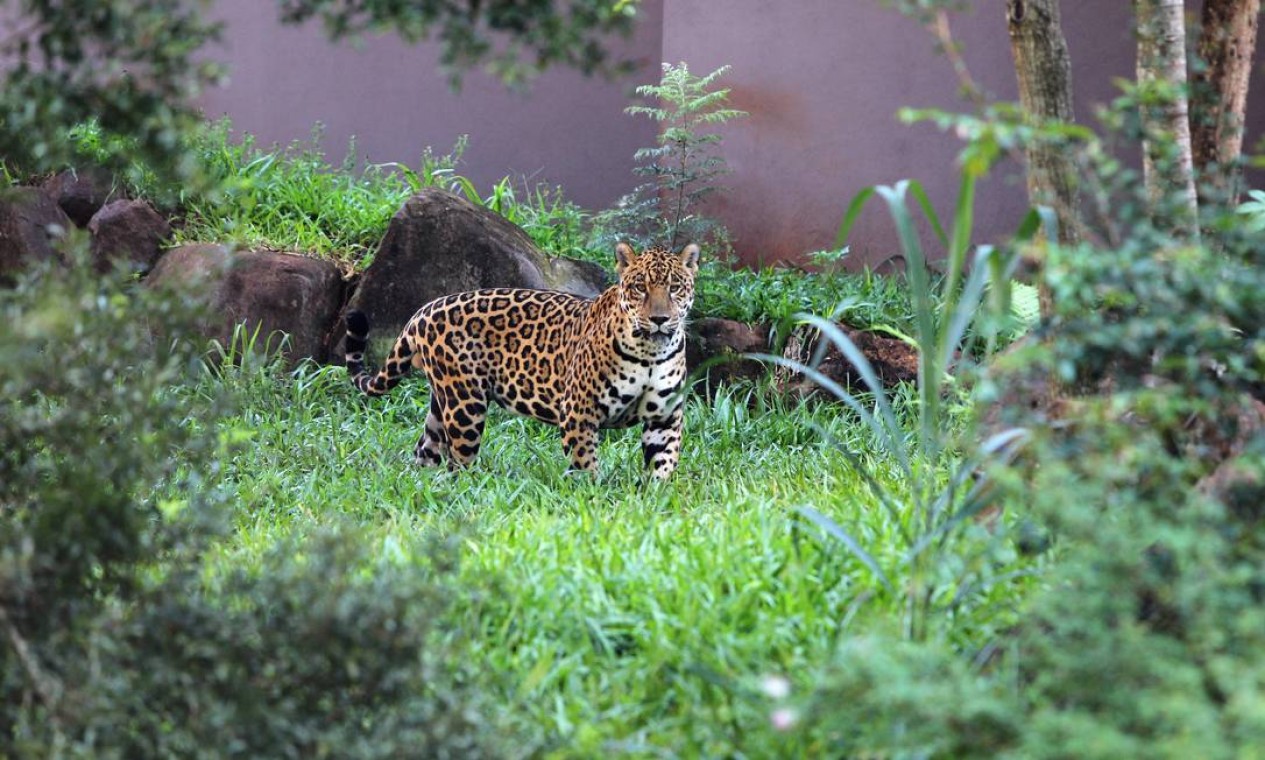 Mata Ciliar recebe dois macacos-prego que foram criados como