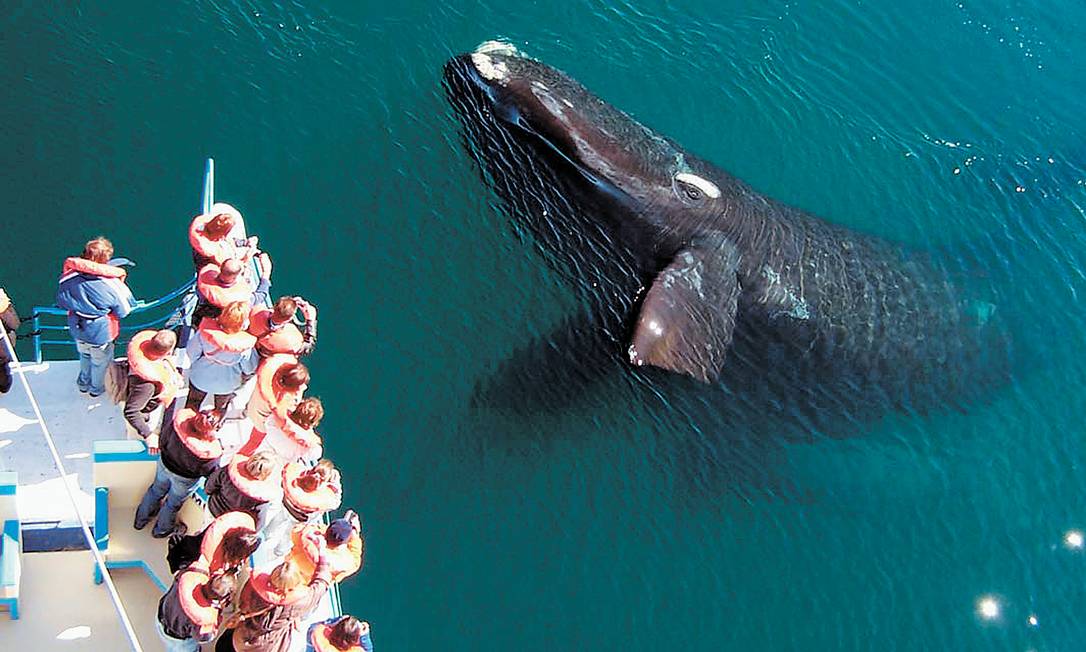 
Observação de baleias em passeio de barco
Foto: Divulgação