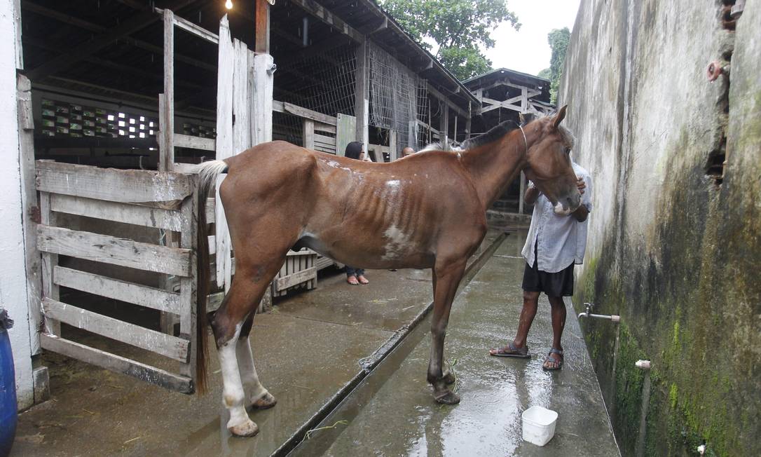 Projeto de lei quer endurecer punição a maus-tratos de cavalos