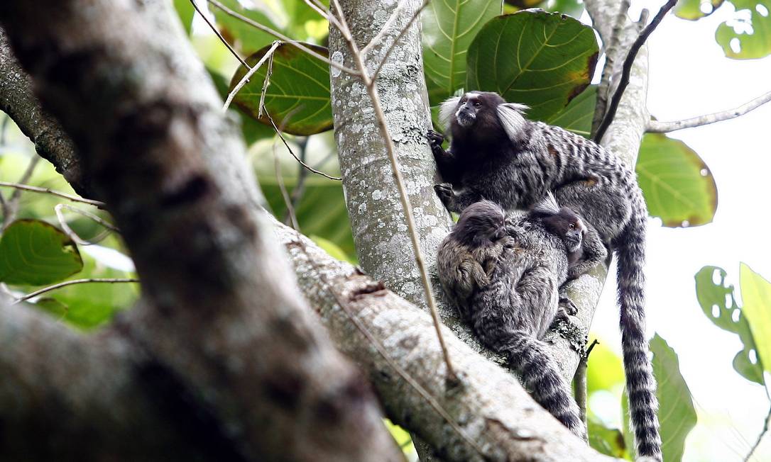 Macaco titi brasileiro callithrix jacchus natural do rio de
